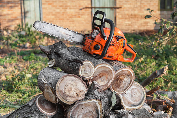 Best Tree Removal Near Me  in Rupert, ID